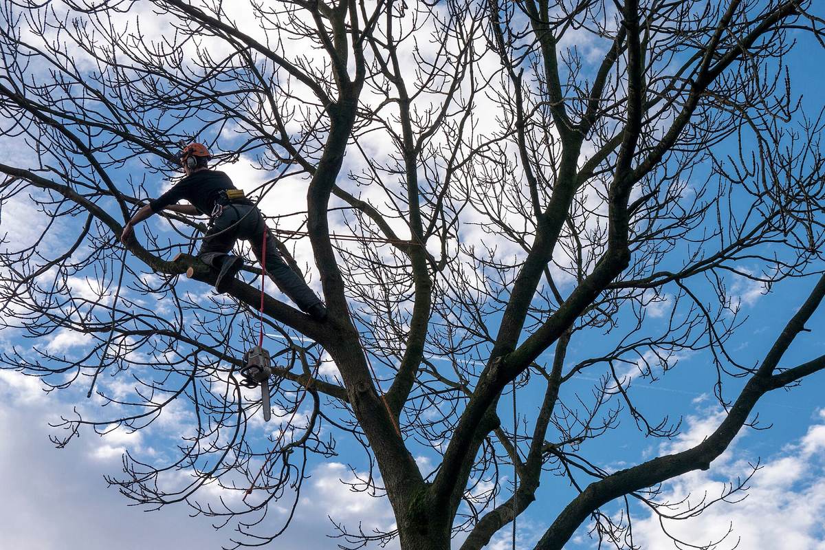 Climber with a chainsaw working in the upper branches of a bare tree
